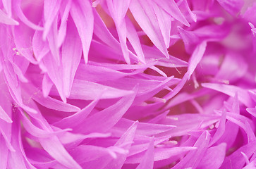 Image showing Pink  flower. Nature background