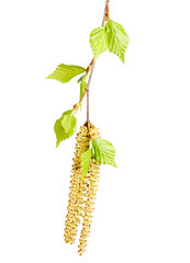 Image showing spring twig birch with green leaves and catkins on a white background 