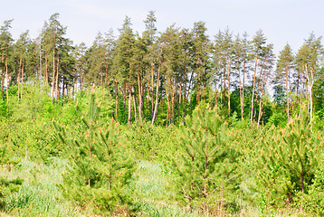 Image showing Pine forest.large and small trees, Ukraine. 