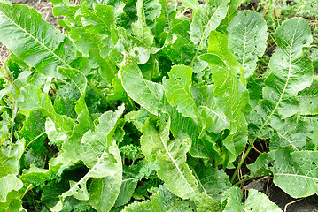 Image showing Green leaves of horseradish plant  background