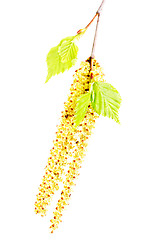 Image showing spring twig birch with green leaves and catkins on a white background 