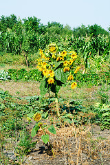 Image showing many-headed sunflowers in the garden