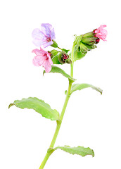 Image showing Lungwort medicinal (Pulmonaria officinalis)  isolated  on white