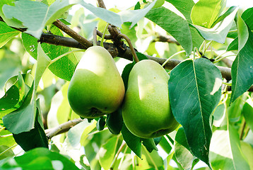 Image showing two pears with leafs on the branch