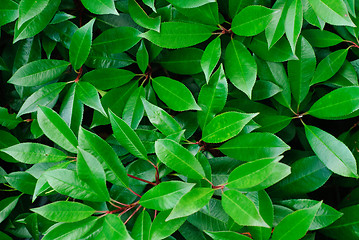 Image showing Close-up of  green leaves  plant (Photinia x fraseri 