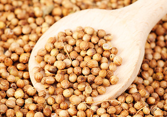 Image showing Aromatic coriander seeds and wood  spoon as food background 