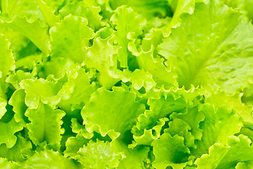 Image showing lettuce growing in the soil 