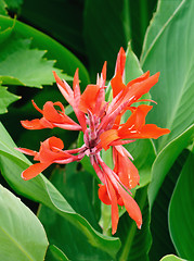 Image showing Brightly colored scarlet canna lily flowers  by  foliage background