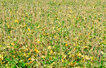 Image showing field soybeans in autumn .