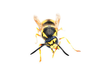 Image showing wasp isolated on white 