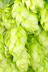 Image showing hop  close-up nature   background 