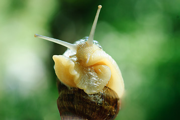 Image showing macro brown snail on a green background