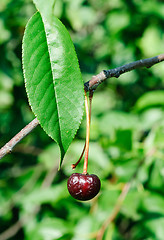Image showing spoiled cherri on the branch