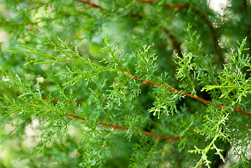 Image showing Branch of a thuja close up 