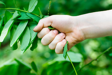 Image showing Hand plucks the plant. Concept of environmental destruction