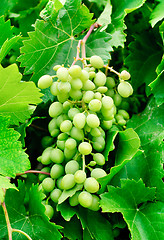 Image showing grapes  on green leaves  background 