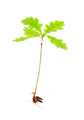 Image showing oak from roots on white background 