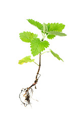 Image showing Fresh green melissa with root isolated on white 