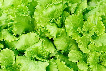 Image showing fresh salad lettuce background 