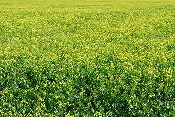 Image showing flourishing field of yellow rape as a background