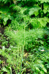 Image showing branch of fresh green fennel