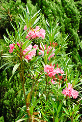 Image showing pink flowers oleander background