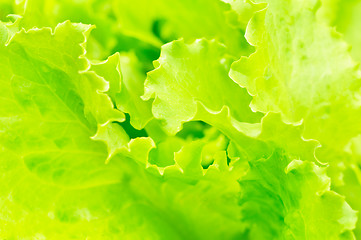 Image showing lettuce growing in the soil 