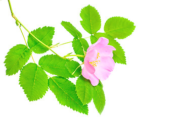 Image showing Single branch of dog-rose with green leaf and pink flower. Isolated on white background.