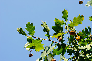 Image showing Oak branch with acorns on a background of blue sky