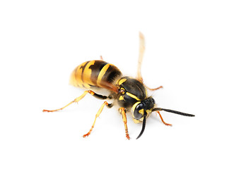 Image showing wasp isolated on white background