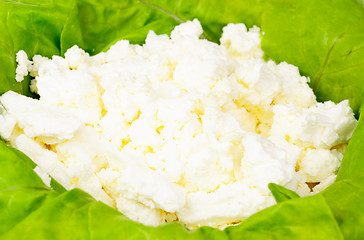 Image showing fresh cottage cheese and lettuce  background