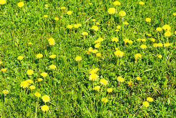 Image showing green grass and dandelion  as  fine nature  bacground