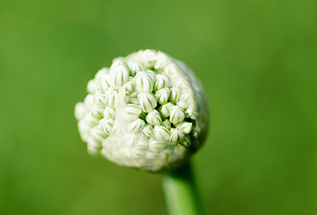 Image showing Onion flowers macro on green.