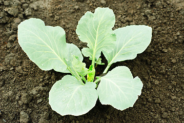 Image showing cabbage sprout in the soil