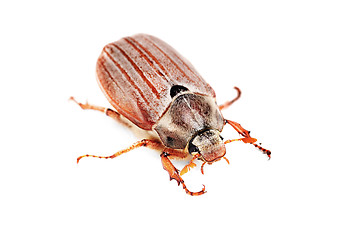 Image showing May-bug  also cockchafe ,tree beetle, (Melontha Vulgaris) isolated on the white background 