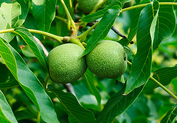 Image showing Greek nuts still have not ripened  on the tree