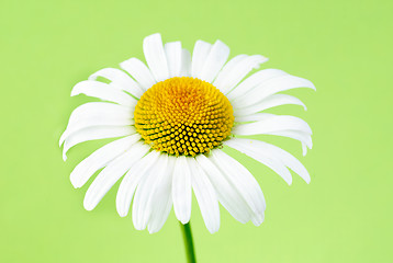 Image showing one chamomiles on green background in studio 