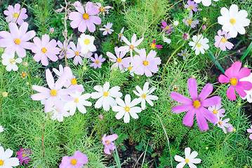 Image showing Flower background 