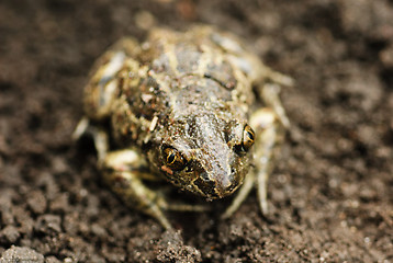 Image showing Earthen frog .Close up.