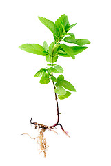 Image showing Fresh peppermint  with root isolated on a white background
