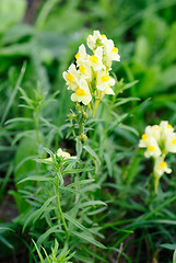 Image showing Flowering Common Toadflax, Yellow Toadflax (Linaria vulgaris)