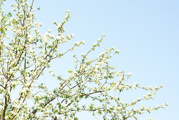 Image showing Flowers of apple and blue sky 