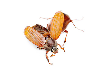 Image showing Two May-bug also cockchafe ,tree beetle, (Melontha Vulgaris) isolated on the white background 