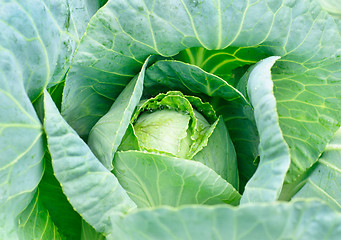 Image showing Cabbage's head with leafs. Close up