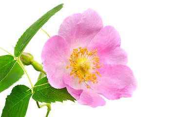 Image showing Single branch of dog-rose with green leaf and pink flower. Isolated on white background. 