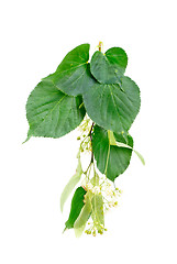 Image showing A flowers and foliage of linden is isolated on a white background 