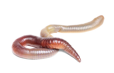 Image showing animal earth worm isolated 
