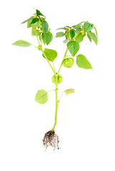 Image showing Physalis with flower,bud,lantern and root isolated on white background 