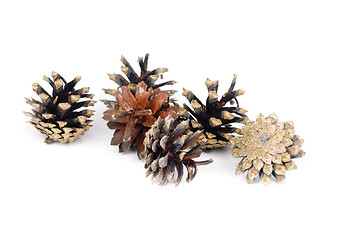 Image showing Pine cones over white background with shadow 