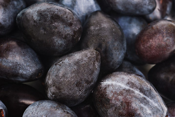 Image showing fresh blue plums as food background 